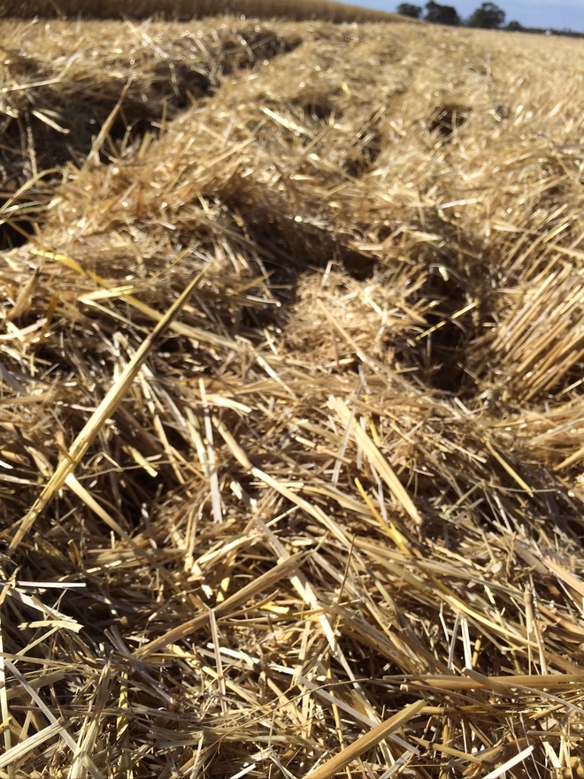 Small Square Bales Oaten Straw For Sale Ex or Del Farm Tender